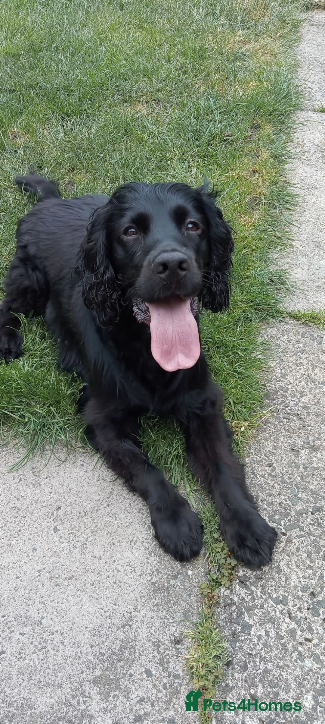Cocker Spaniel dogs for stud: Beano in Tranent - Advert 7
