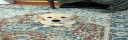 Golden Retriever dogs for sale: Beautiful Trained Golden Retriever Puppy - Advert 7