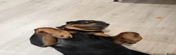 Rottweiler dogs for sale: Rottweiler  - Advert 8
