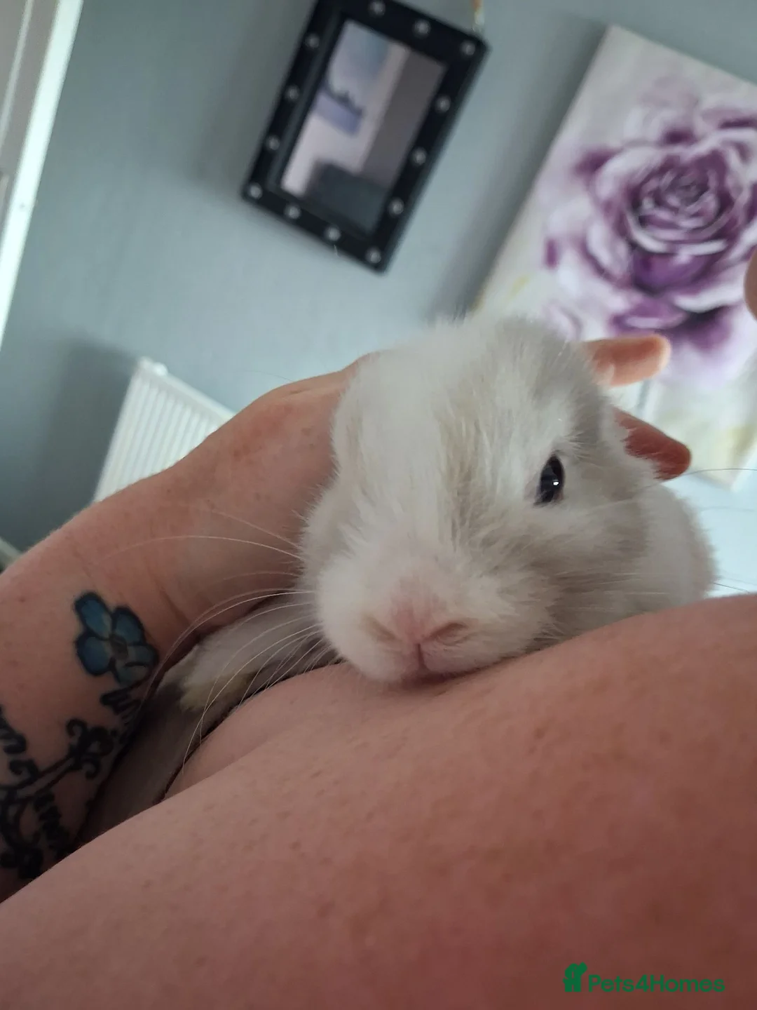 Mini Lop rabbits for sale: BEAUTIFUL FEMALE MINI LOP  - Advert 3