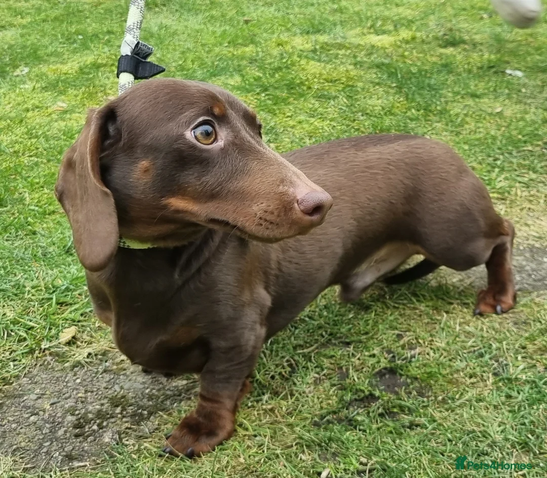 Miniature Dachshund dogs for stud: Silver dapple, Chocolate & Lilac KC Dachshund stud in Wolverhampton - Advert 7