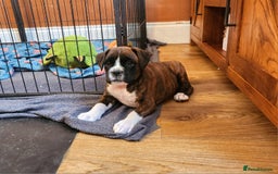 Boxer dogs for sale: 🌟🩷COI 0.5% KC REG BOBTAIL GIRL🩷🌟 - Image 8