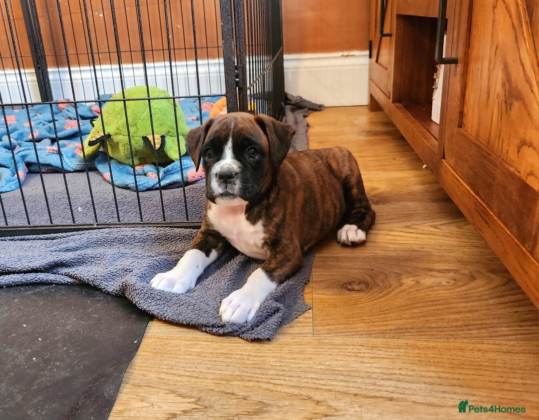 Boxer dogs for sale: 🌟🩷COI 0.5% KC REG BOBTAIL GIRL🩷🌟 - Image 8