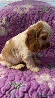 Cocker Spaniel dogs Champion Bloodlines KC Reg Show Cocker Spaniels - Advert 15