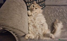 British Longhair cats for sale: British longhair male very friendly and gentle - Image 8