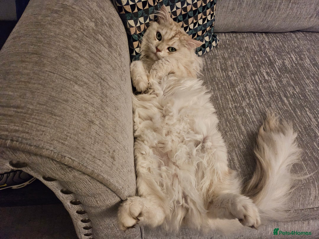 British Longhair cats for sale: British longhair male very friendly and gentle - Image 8