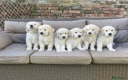Golden Retriever dogs for sale: Champion line cream golden retriever puppies - Image 3