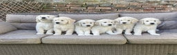 Golden Retriever dogs for sale: Champion line cream golden retriever puppies - Advert 3