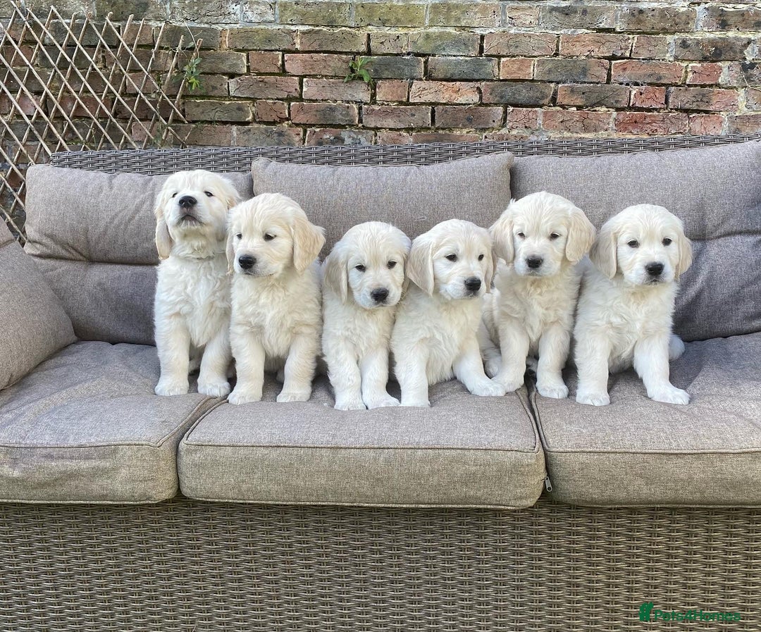 Golden Retriever dogs for sale: Champion line cream golden retriever puppies - Image 3