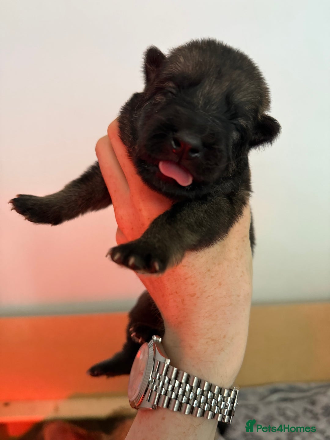 German Shepherd dogs for sale: Beautiful Working Line German Shepherd Puppies - Image 5