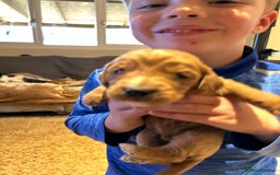 Cockapoo dogs for sale: Cockapoos puppies  - Image 5