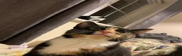 Domestic Shorthair cats for sale:  3 kittens  - Advert 7