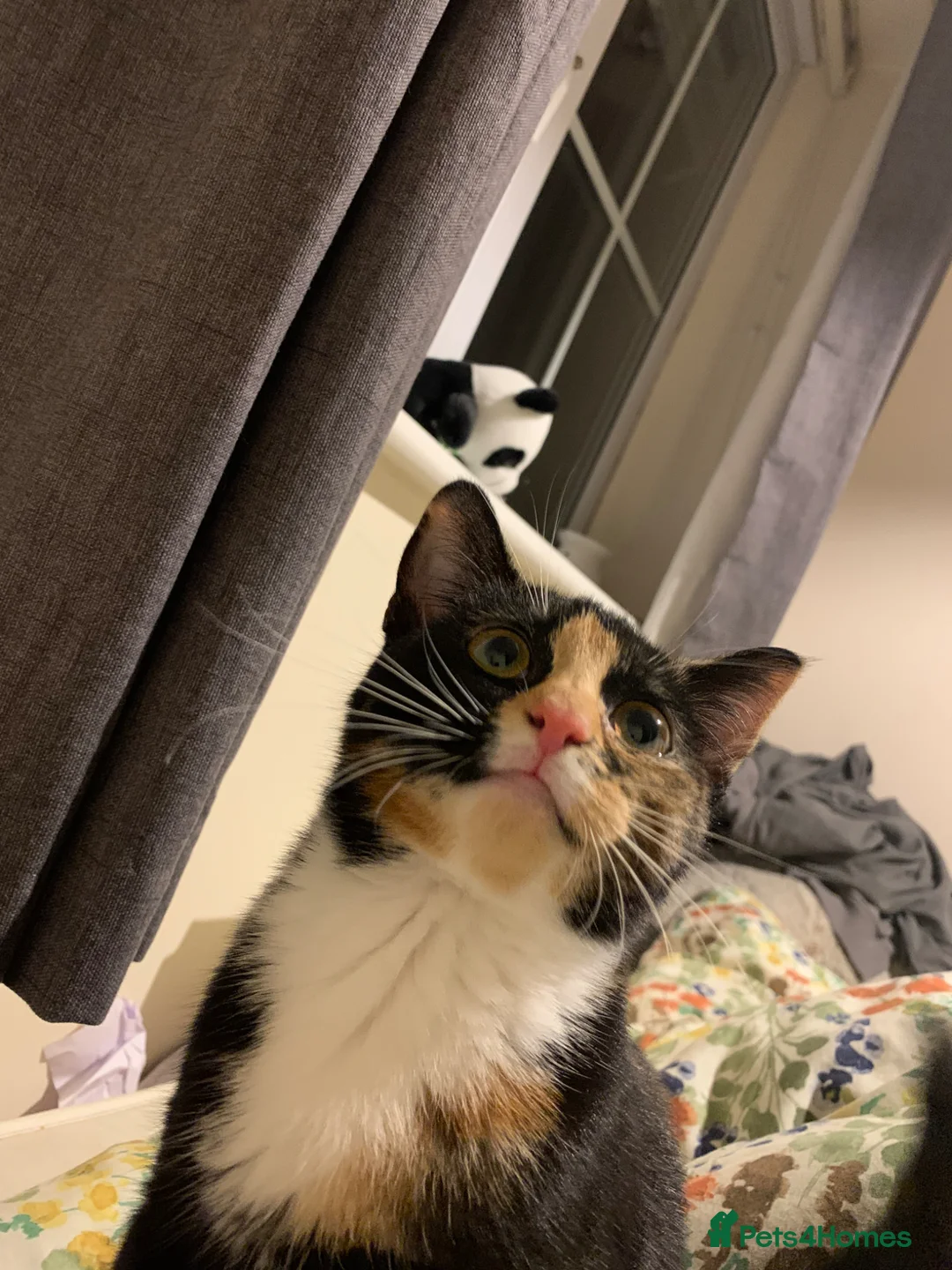 Domestic Shorthair cats for sale:  3 kittens  - Advert 7