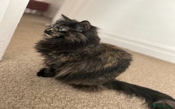 Mixed Breed cats for sale: Three year old Tortoiseshell female - Image 3