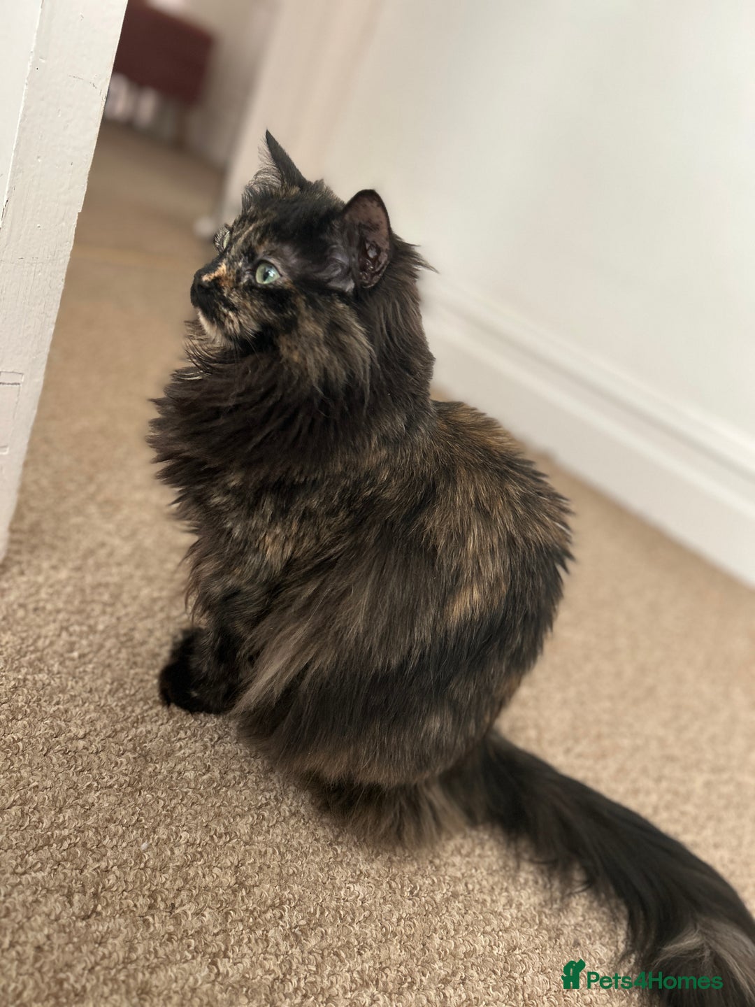 Mixed Breed cats for sale: Three year old Tortoiseshell female - Image 3