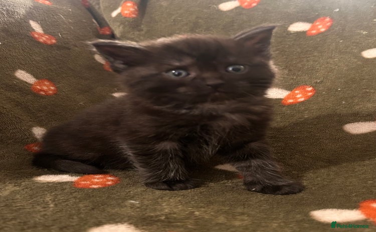 Maine Coon cats Maine coon x BSH babies  - Advert 2