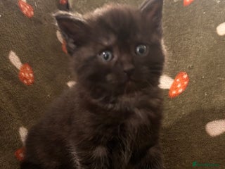 Maine Coon cats Maine coon x BSH babies - Advert 9