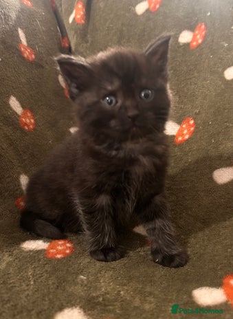 Maine Coon cats Maine coon x BSH babies - Advert 2