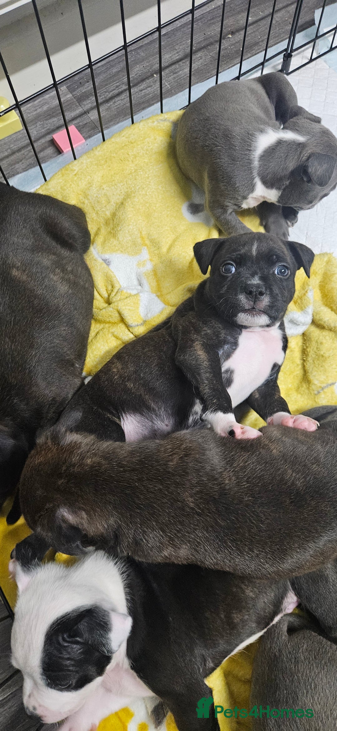 Mixed Breed dogs for sale: Mix Staffy puppies  - Image 5