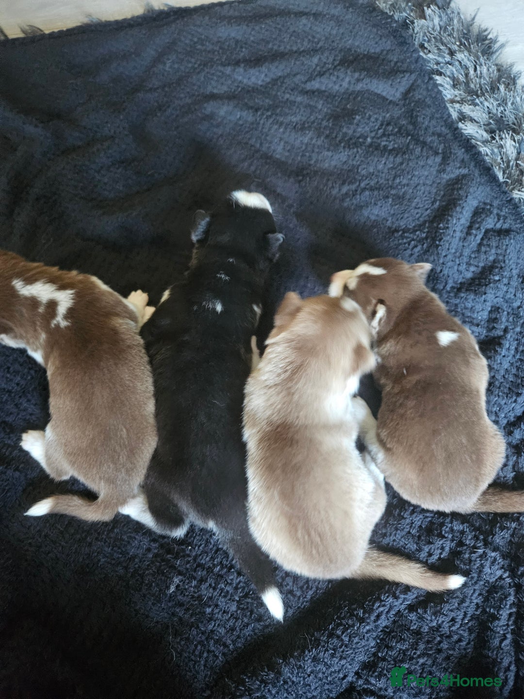 Siberian Husky dogs for sale: Gorgeous Litter of Husky Puppies - Image 7