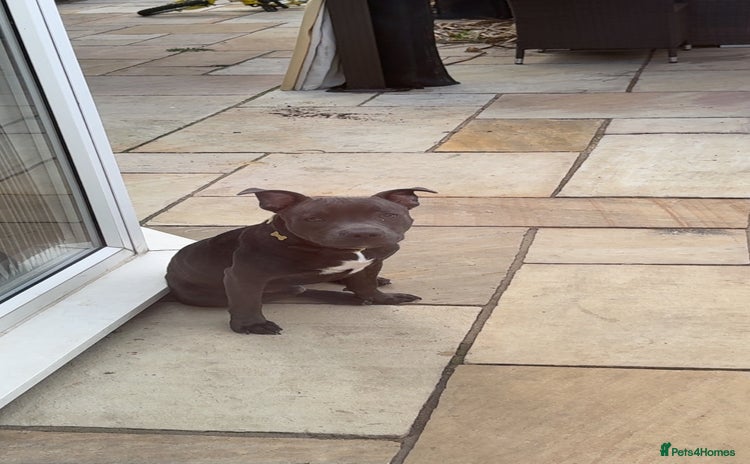 Staffordshire Bull Terrier dogs Stanley, 7 month old Blue Staffy - Advert 1
