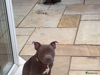 Staffordshire Bull Terrier dogs Stanley, 7 month old Blue Staffy - Advert 11