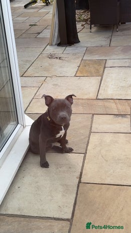 Staffordshire Bull Terrier dogs Stanley, 7 month old Blue Staffy - Advert 1