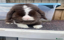 Mini Lop rabbits for sale: Chocolate split doe  - Image 5