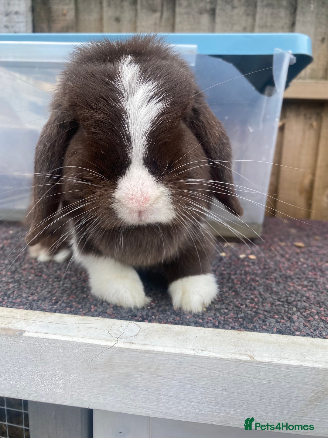 Mini Lop rabbits for sale: Chocolate split doe  - Image 5