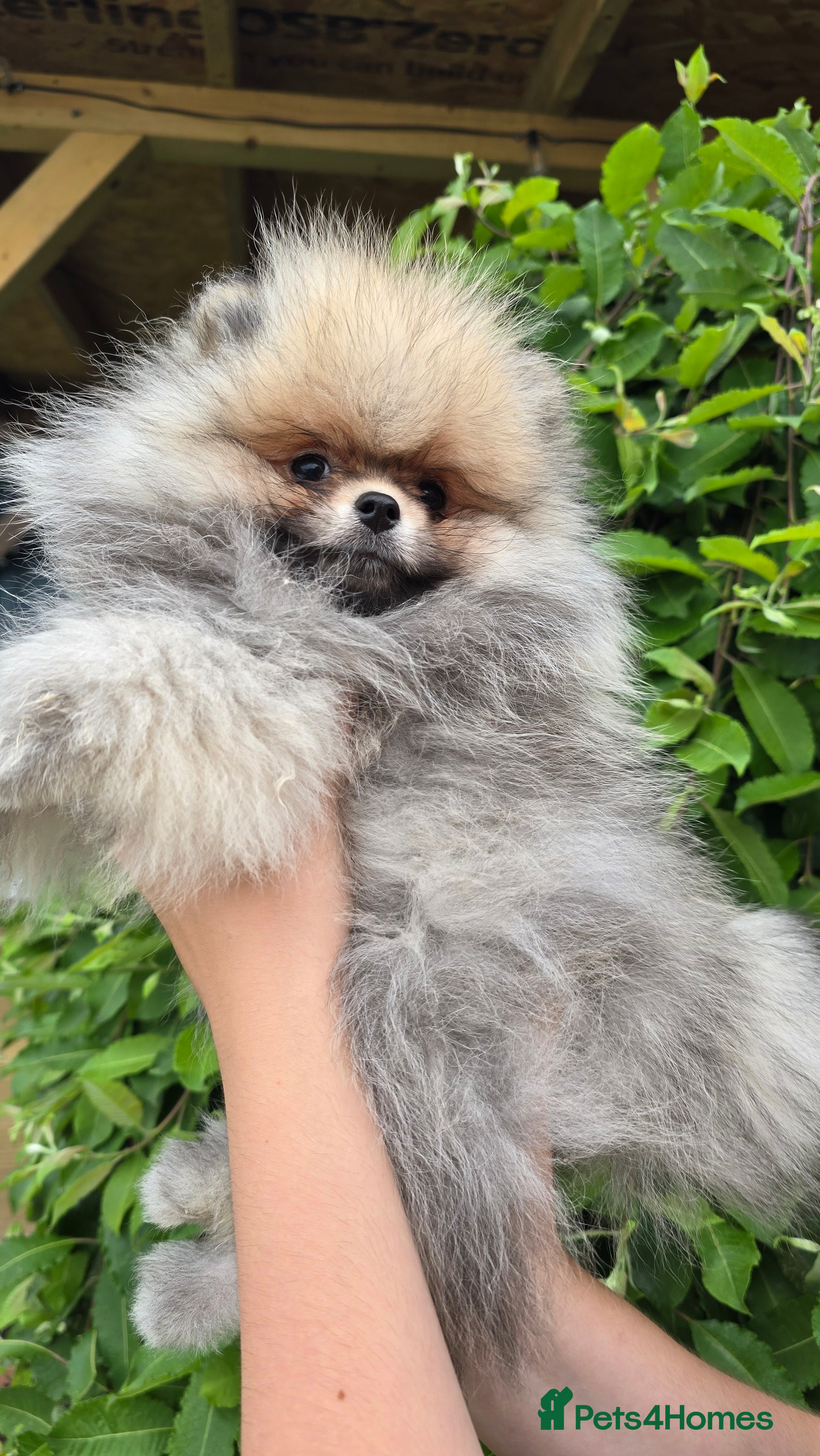 Pomeranian dogs  KC REGISTERED female - Advert 11
