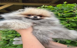 Pomeranian dogs for sale:  KC REGISTERED female - Image 5