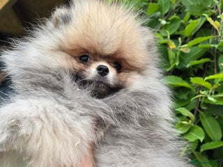 Pomeranian dogs - Advert 2