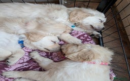 Golden Retriever dogs for sale: ❤️ Superb Litter of Golden Retriever Puppies ❤️ - Image 24