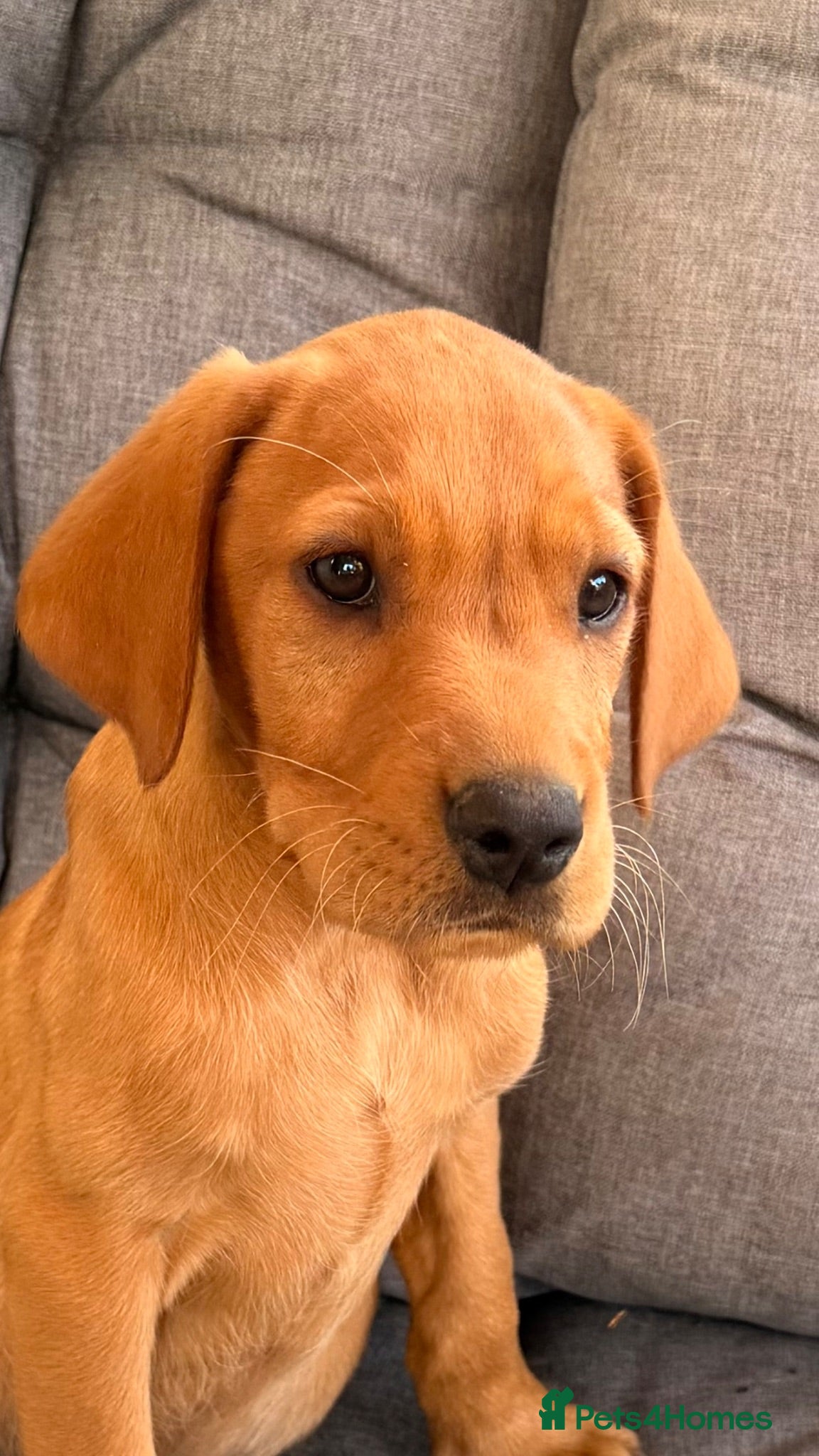 Labrador Retriever dogs 1 boy left fox Labrador puppies ❗️ - Advert 1