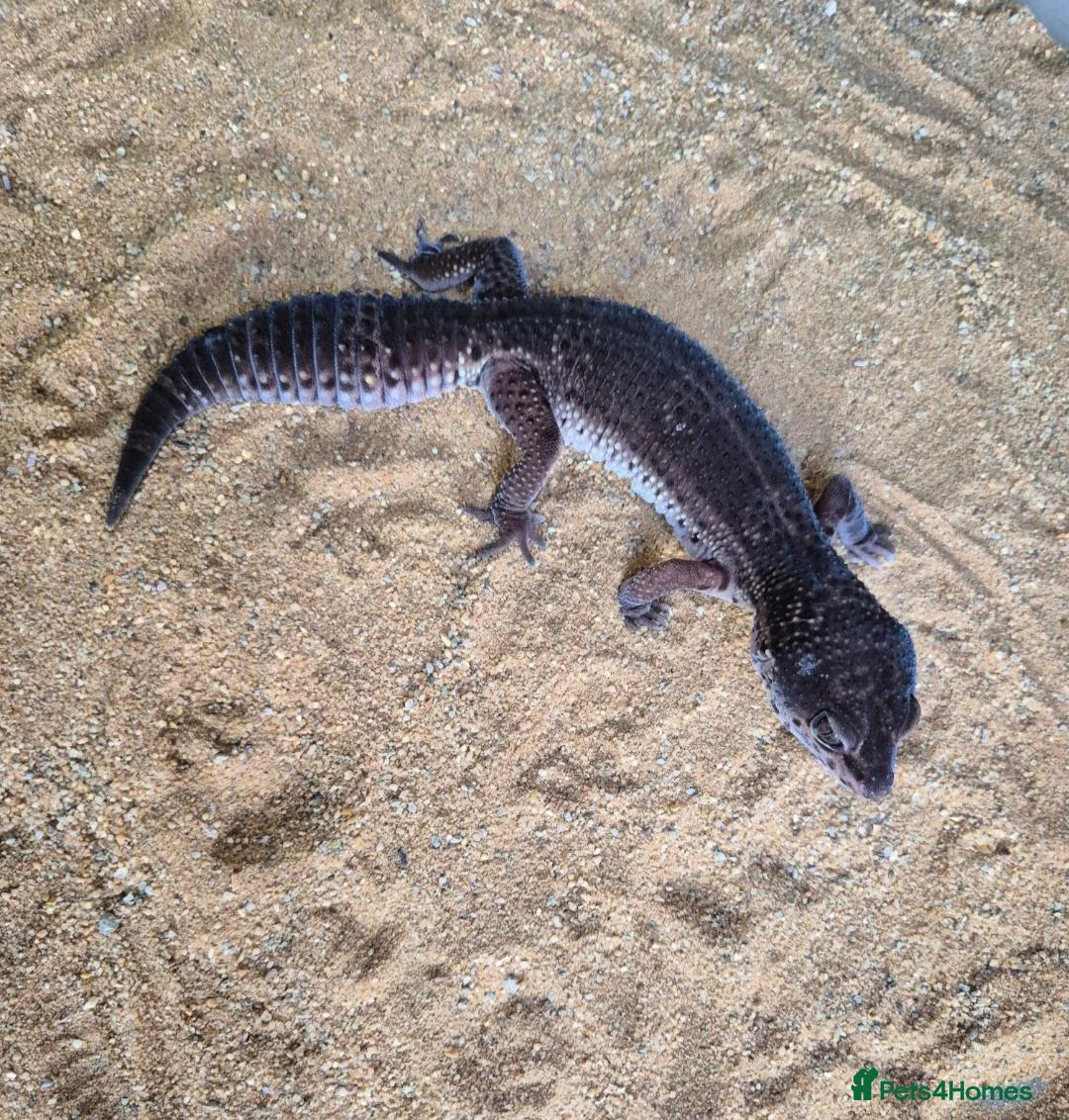 Leopard Gecko reptiles for sale: Female leopard geckos - Advert 2