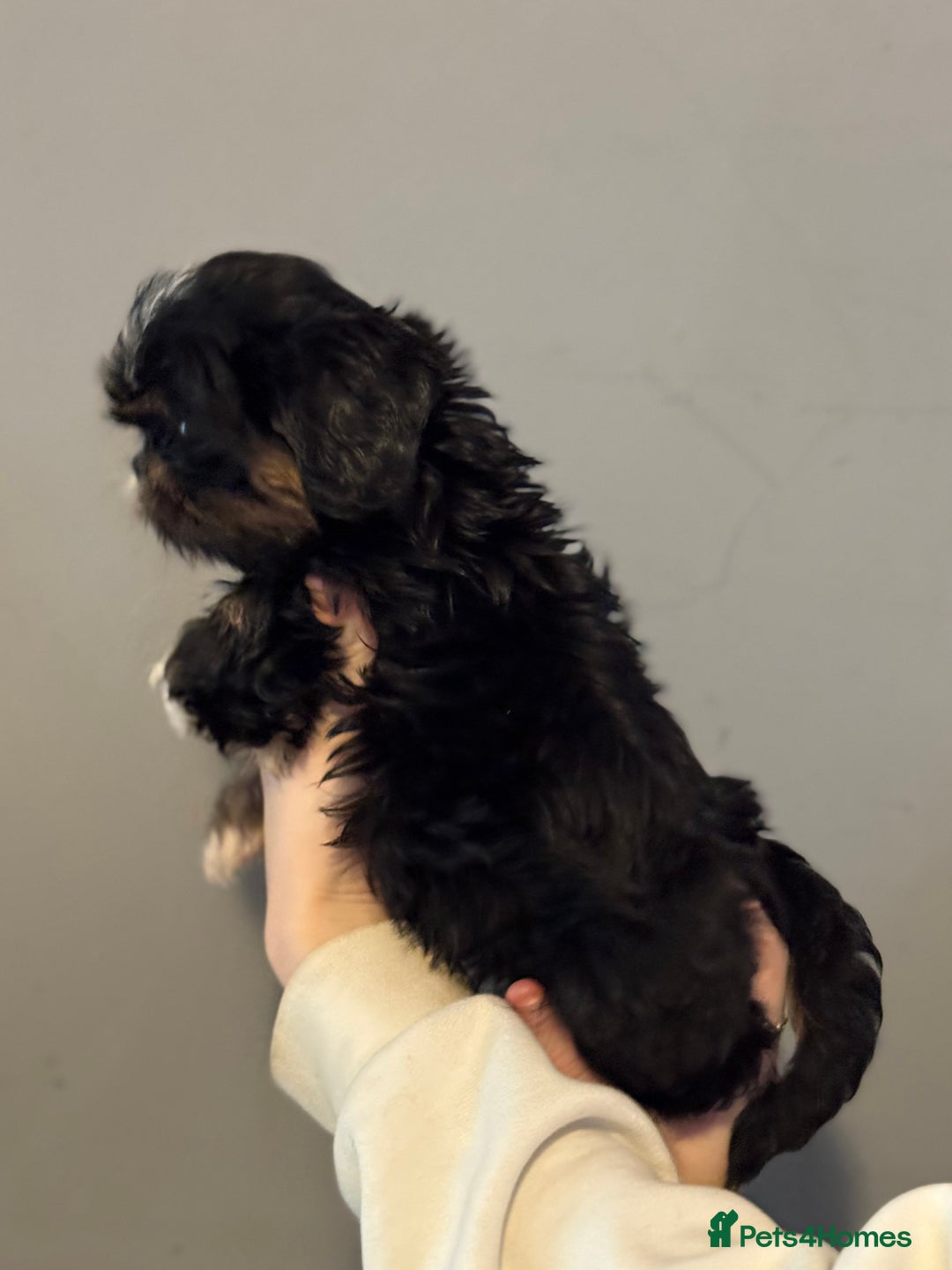 Cavalier King Charles Spaniel dogs for sale: Cavashi cavatzu boys READY NOW  - Advert 10