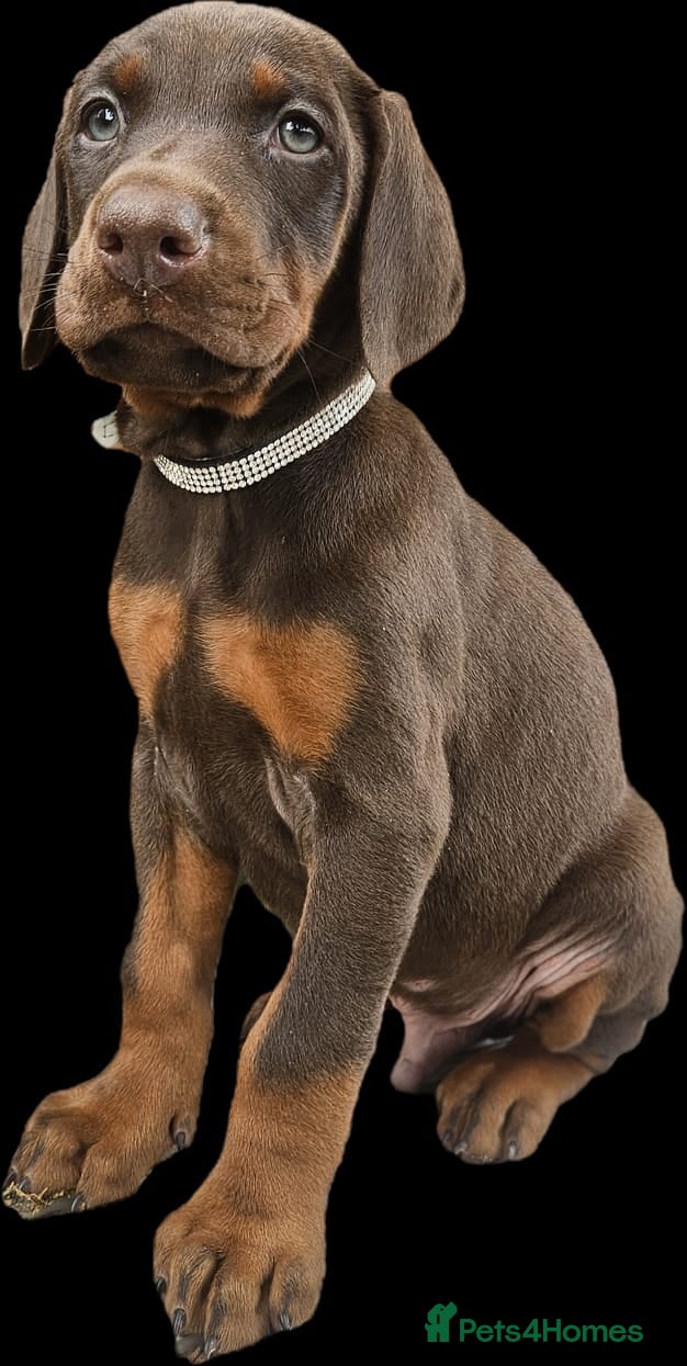 Dobermann dogs 🔥Top Quality Champion Bloodline KC registered 🏆 - Advert 6