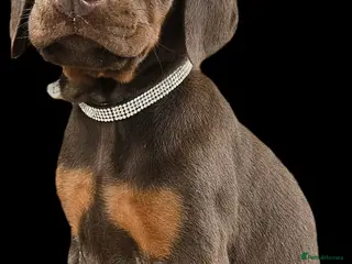 Dobermann dogs 🔥Top Quality Champion Bloodline KC registered 🏆 - Advert 6