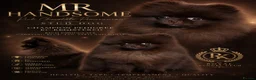 Pomeranian dogs for stud: CHAMPION PEDIGREE KC CHOCOLATE STUD  - Advert 1
