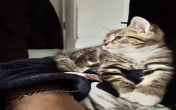 Mixed Breed cats for sale: 2 male kittens 5 month old - Image 6