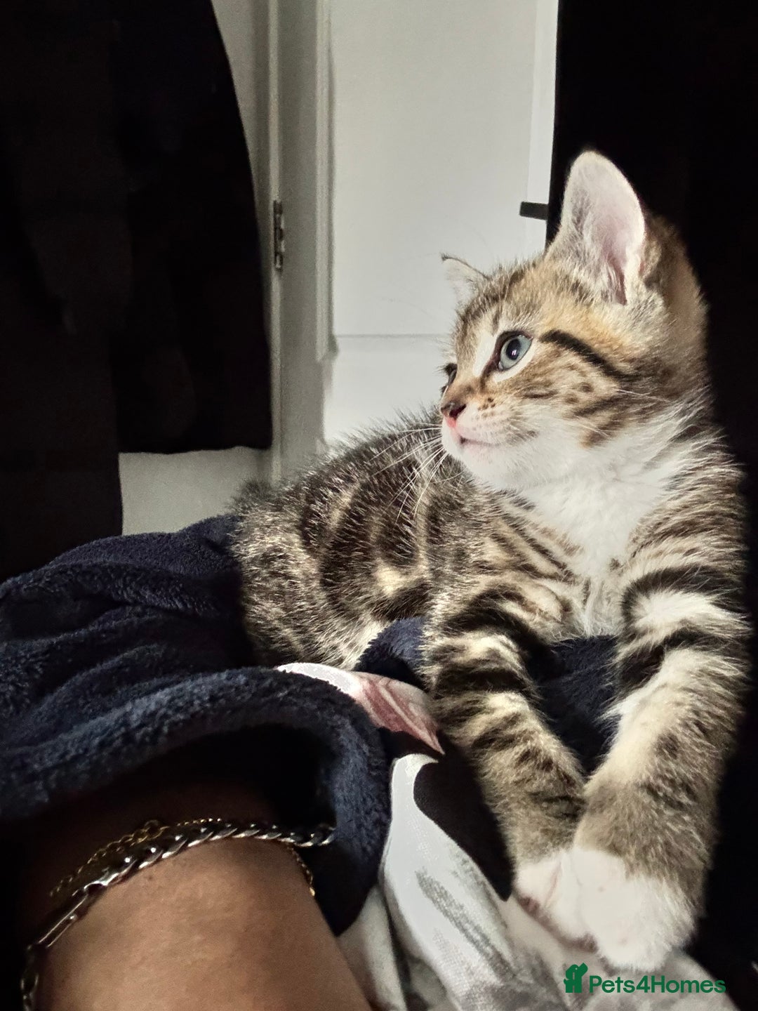 Mixed Breed cats for sale: 2 male kittens 5 month old - Image 6