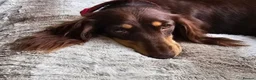 Miniature Dachshund dogs for sale: Long-Haired Miniature Dachshund Puppies Ready Soon in Nottingham - Advert 8
