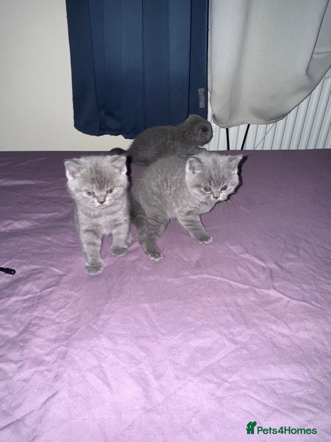 British Shorthair cats for sale: Kittens  - Advert 11