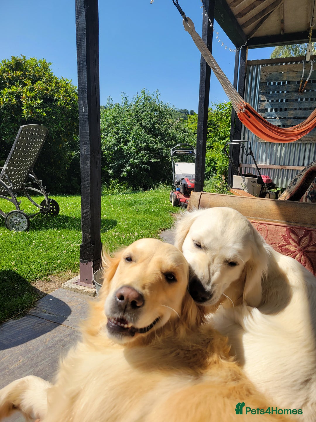 Golden Retriever dogs for sale: Beautiful Golden Retrievers from therapy line - Image 8