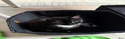 Domestic Shorthair cats for sale: Sweet Tuxedo Girl looking for a calm indoor home - Advert 5
