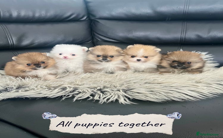 Pomeranian dogs - Advert 9