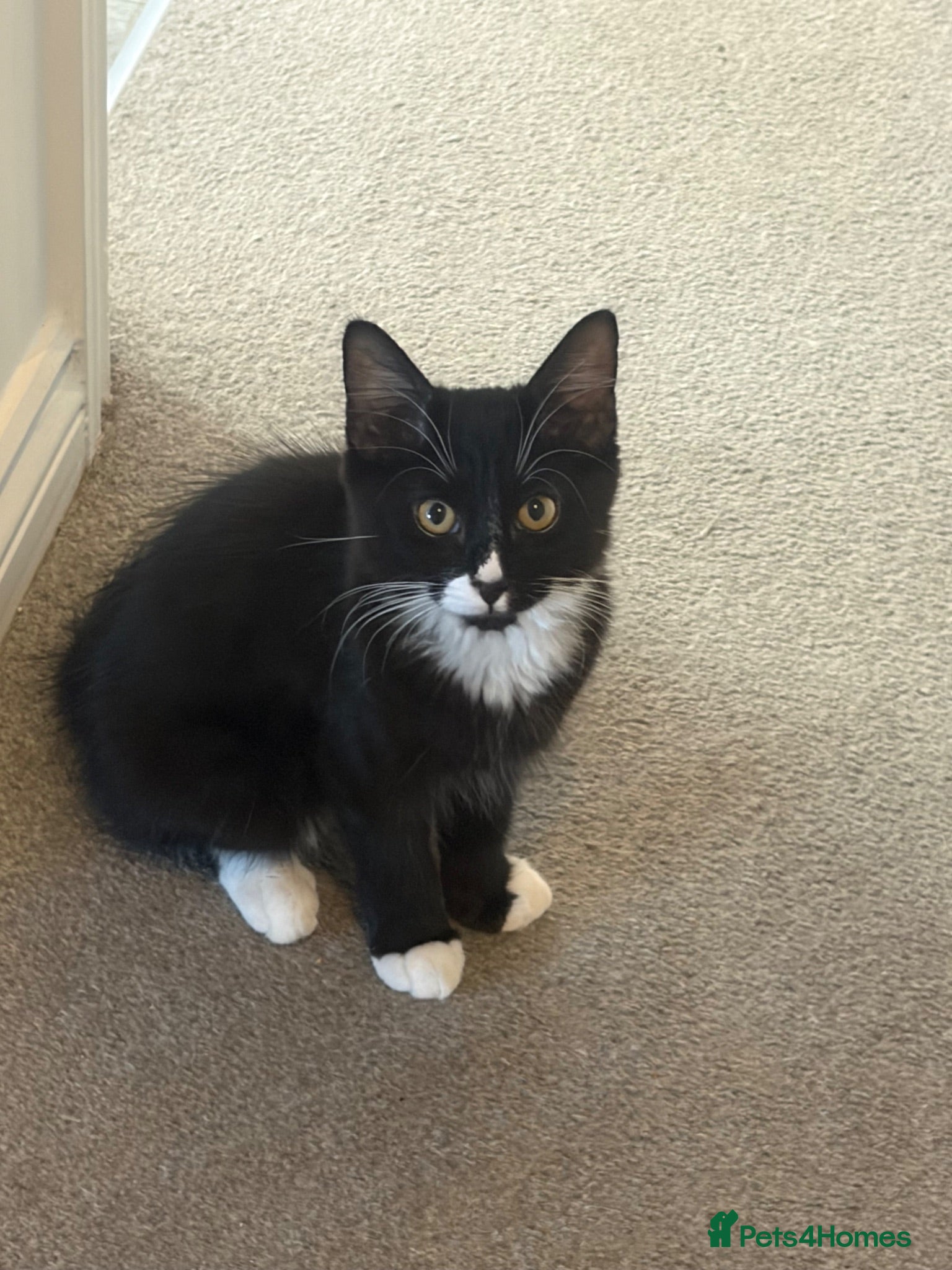 Mixed Breed cats half ragdoll kittens  - Advert 1
