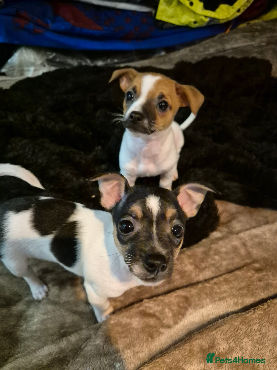 Mixed Breed dogs for sale: Jack Russell x Mini Pinscher - Advert 3