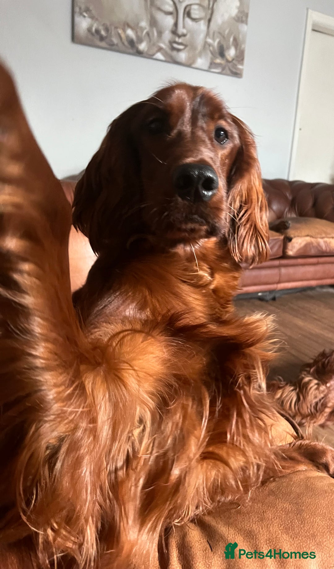 Irish Setter dogs for sale: Quality Irish setter puppies KC Registered - Advert 26