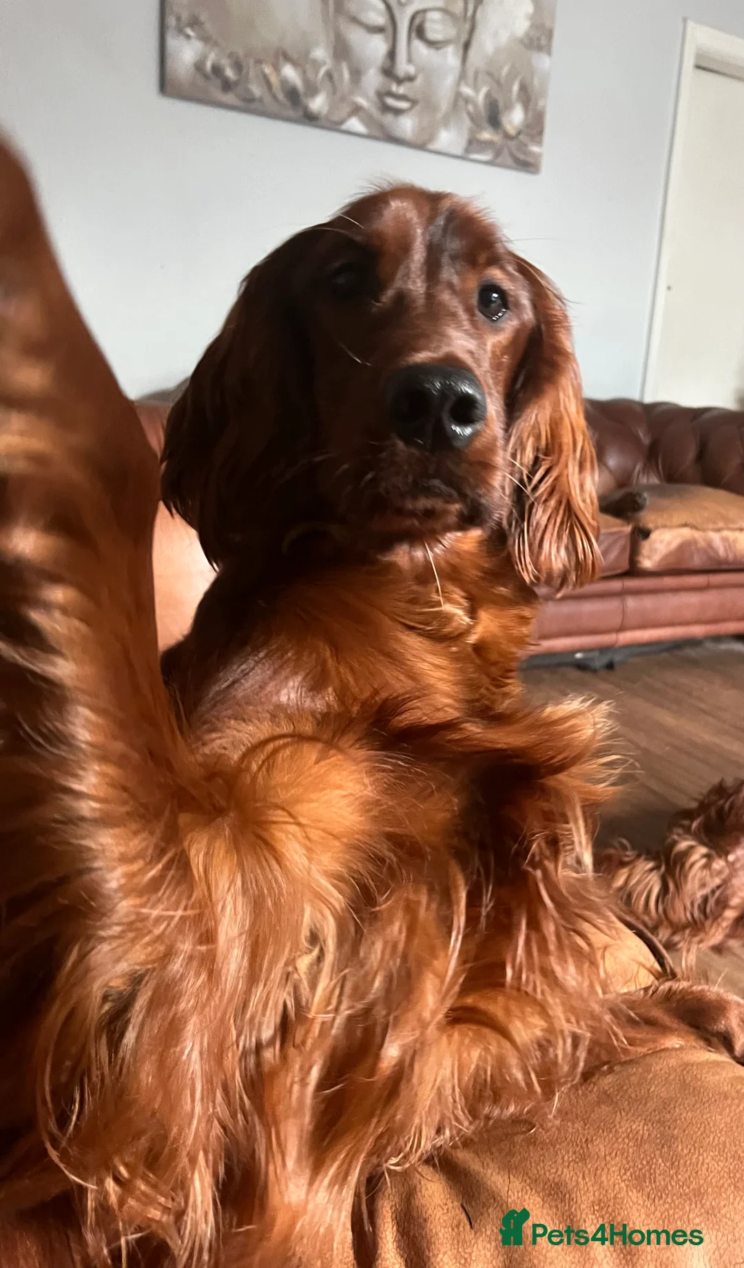 Irish Setter dogs for sale: Quality Irish setter puppies KC Registered - Advert 30